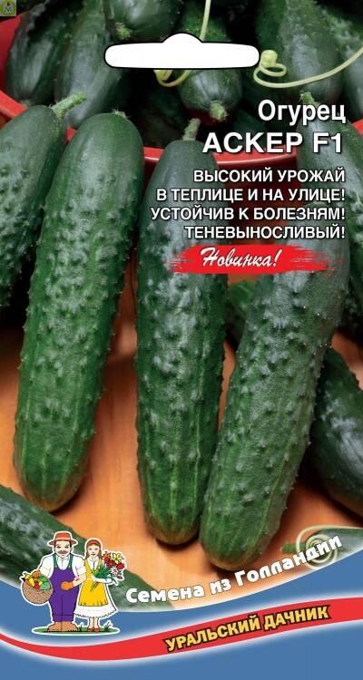 Купить оптом в Ботанике семена Огурец Аскер F1 УД бренд Уральский дачник