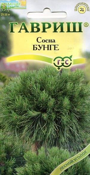 Купить оптом в Ботанике семена Сосна Бунге 3 шт. бренд Гавриш