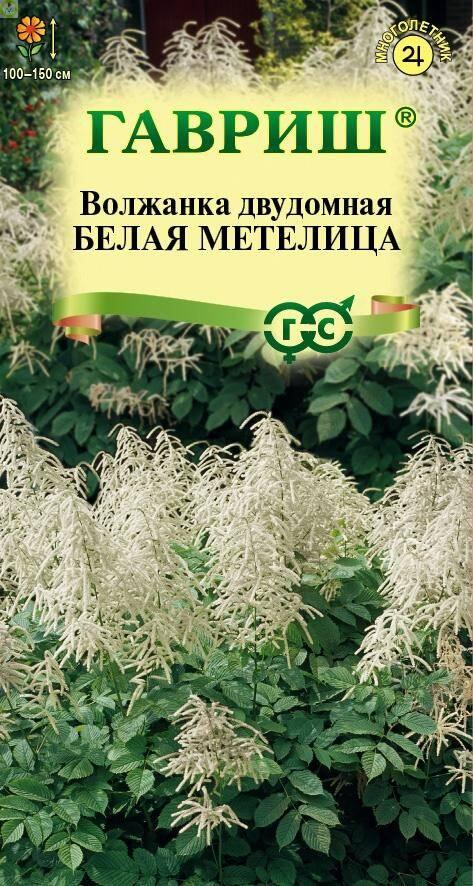 Купить оптом в Ботанике семена Волжанка Белая Метелица Гав бренд Гавриш