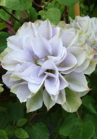 Купить оптом в Ботанике Клематис Руриокоши 1 шт 