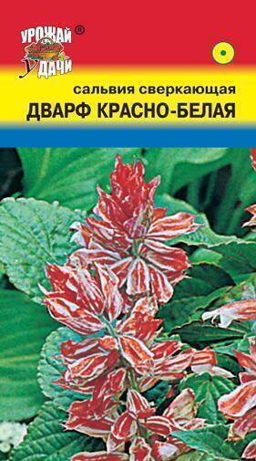 Купить оптом в Ботанике семена Сальвия Дварф красно-белая УУ бренд Урожай Удачи