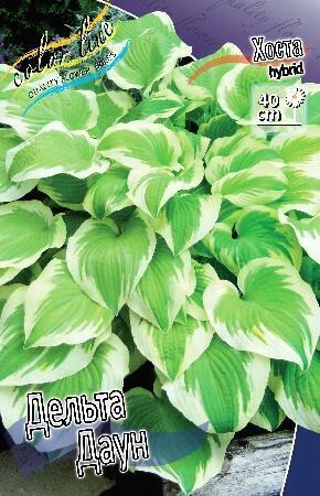 Купить оптом в Ботанике Хоста Дельта Даун 1 шт