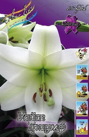 Купить оптом в Ботанике Лилия Уайт Триумф 10 шт