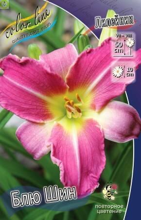 Купить оптом в Ботанике Лилейник Блю Шин 25 шт