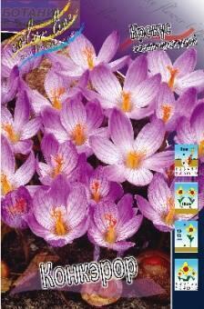 Купить оптом в Ботанике Крокус Конкэрор 10 шт