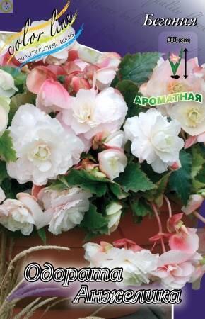 Купить оптом в Ботанике Бегония Одората Анжелика 3 шт 