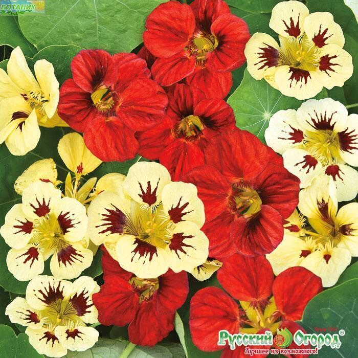 Купить оптом в Ботанике семена Настурция Кровавая Мэри НК бренд НК