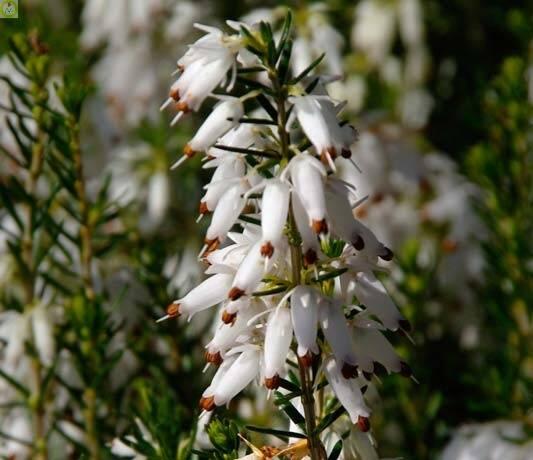 Купить оптом в Ботанике Эрика травяная Спрингвуд Уайт