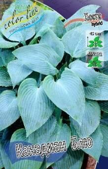 Купить оптом в Ботанике Хоста Канадиан Блю 2 шт