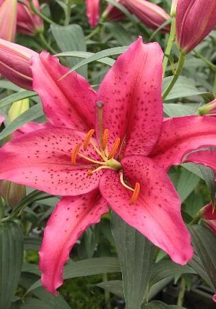 Купить оптом в Ботанике Лилия Дарк  Романс 5 шт