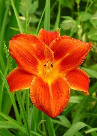 Купить оптом в Ботанике Лилейник Чикаго Файр 1 шт