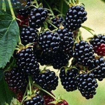 Купить оптом в Ботанике Ежевика кустистая Лох Несс Р9