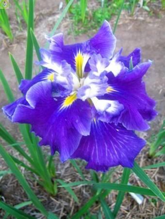 Купить оптом в Ботанике Ирис Фростед Интрик 50 шт