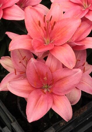 Купить оптом в Ботанике Лилия Тайни Тунс 7 шт