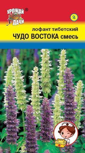 Купить оптом в Ботанике семена Лофант Чудо востока УУ бренд Урожай Удачи