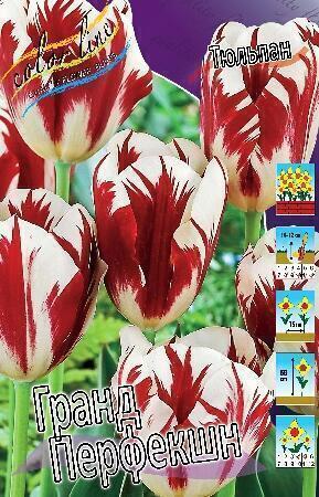 Купить оптом в Ботанике Тюльпан Гранд Перфекшн 10 шт