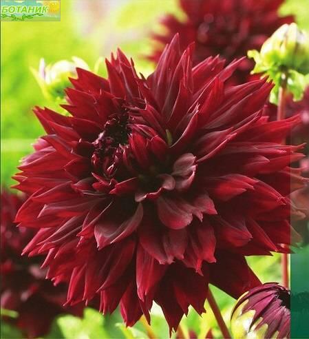 Купить оптом в Ботанике Георгина Блэк Тач 1 шт бахромчатые