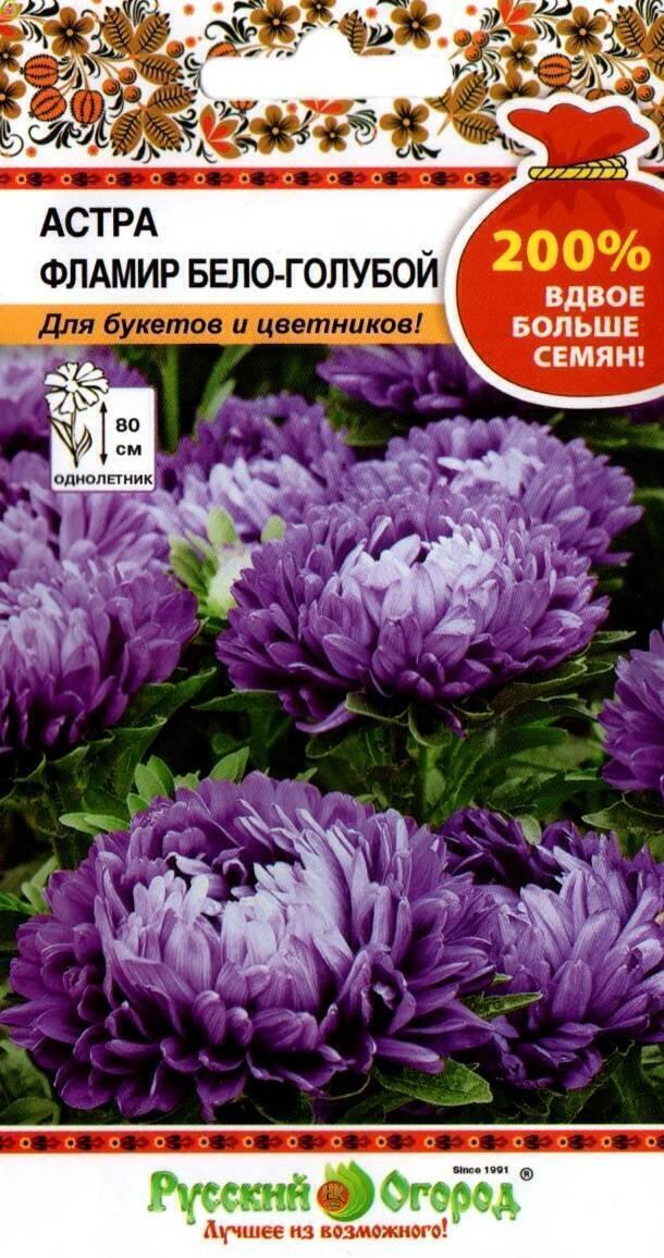 Купить оптом в Ботанике семена Астра Фламир бело-голубой НК бренд НК