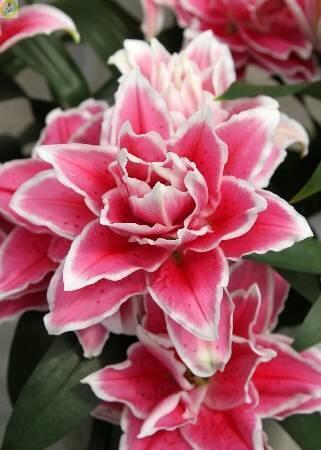 Купить оптом в Ботанике Лилия Саманта 3 шт 