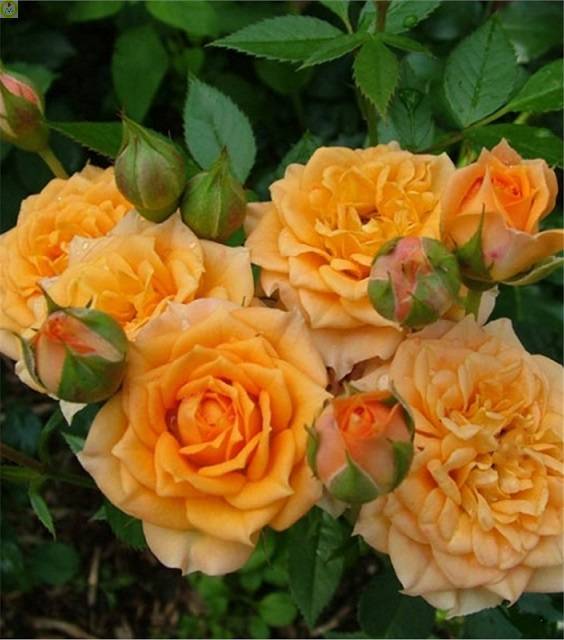 Купить оптом в Ботанике Роза Клара 1 шт миниатюрные