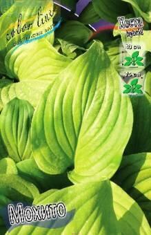 Купить оптом в Ботанике Хоста Мохито 1 шт