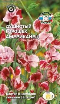 Купить оптом в Ботанике семена Душистый горошек Американец Сед бренд СеДеК