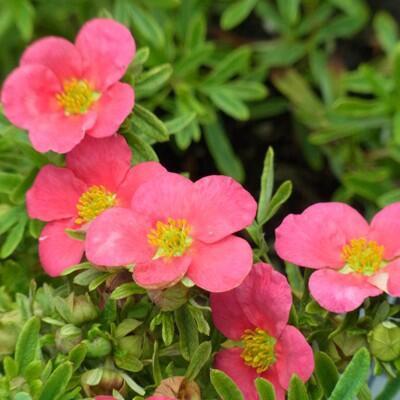 Купить оптом в Ботанике Лапчатка кустарниковая Беллиссима