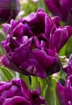 Купить оптом в Ботанике Тюльпан Пурпл Пиони 8 шт