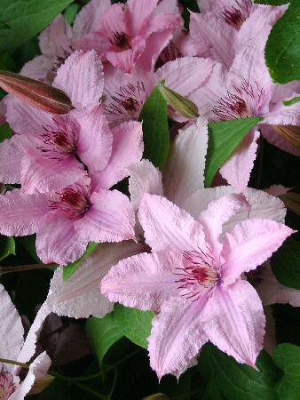 Купить оптом в Ботанике Клематис Хейли Гибрид 25 шт