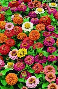 Купить оптом в Ботанике семена Цинния Тумберлина смесь Акв бренд Акварель