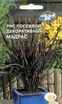 Купить оптом в Ботанике семена Рис Мадрас посевной Сед бренд СеДеК