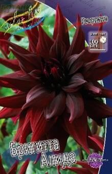 Купить оптом в Ботанике Георгина Бригитта Алида 1 шт