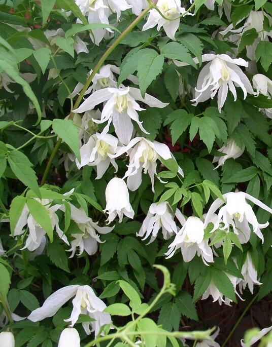 Купить оптом в Ботанике Клематис Атрагене Уайт Свон P9