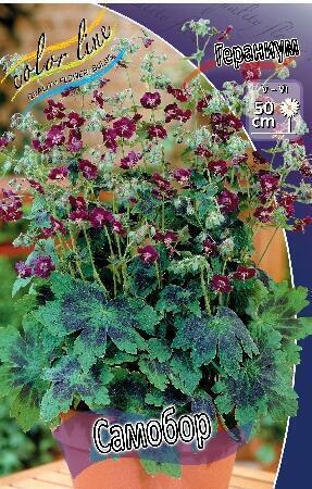 Купить оптом в Ботанике Гераниум Самобор 1 шт