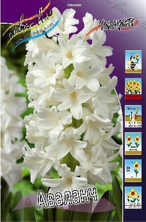 Купить оптом в Ботанике Гиацинт Аваланч 5 шт
