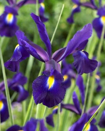 Купить оптом в Ботанике Ирис Миднайт Пашшн  10 шт