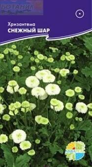 Купить оптом в Ботанике семена Хризантема Снежный шар Акв бренд Акварель