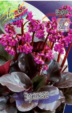 Купить оптом в Ботанике Бадан Эроика 1 шт