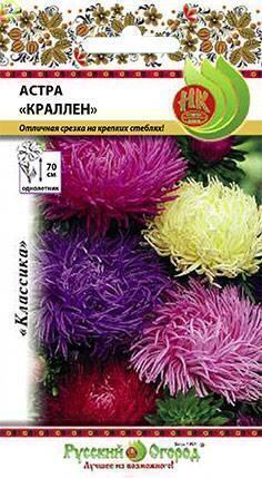 Купить оптом в Ботанике семена Астра Краллен НК бренд НК