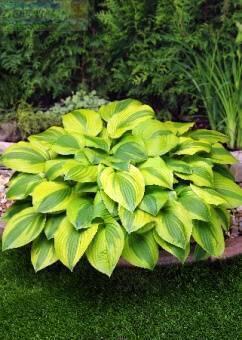 Купить оптом в Ботанике Хоста Вельвет Мун 1 шт