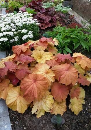 Купить оптом в Ботанике Гейхера Мега Карамель 50шт