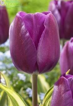 Купить оптом в Ботанике Тюльпан Мадху 10 шт