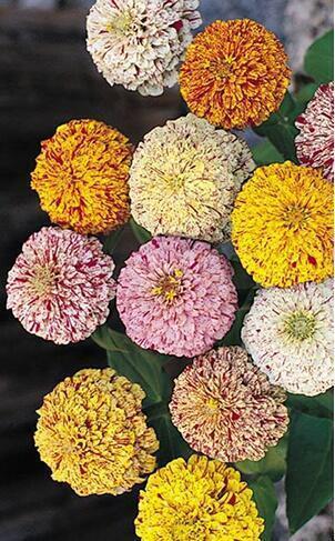 Купить оптом в Ботанике семена Цинния Кенди Страйп Акв бренд Акварель