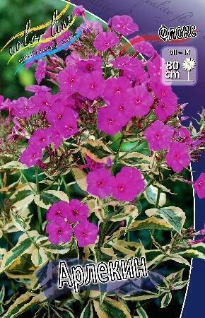 Купить оптом в Ботанике Флокс Арлекин 2 шт