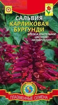 Купить оптом в Ботанике семена Сальвия Бургунди карликовая Плз бренд Плазмас