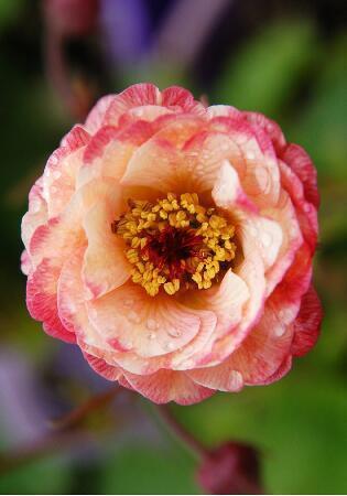 Купить оптом в Ботанике Гравилат Космополитан 1 шт