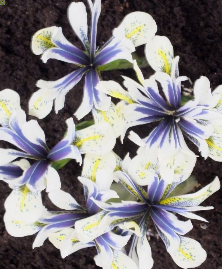 Купить оптом в Ботанике Ирис Ай Кэтчер 3 шт