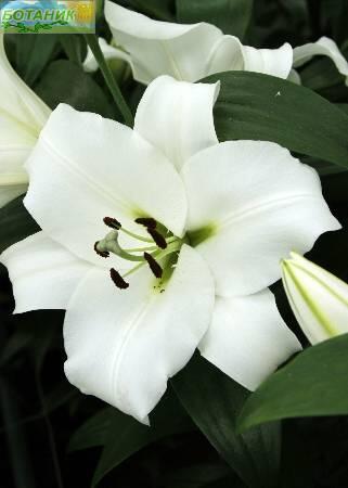 Купить оптом в Ботанике Лилия Франсон 7 шт