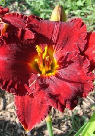 Купить оптом в Ботанике Лилейник Лиль Рэд Вагон 25шт