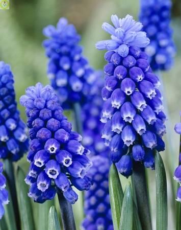 Купить оптом в Ботанике Мускари Дарк Айз 8 шт